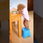 🤣#かわいい犬猫動画,🐶#癒し犬猫動画,😻cute pets,【321】#shorts