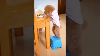 🤣#かわいい犬猫動画,🐶#癒し犬猫動画,😻cute pets,【321】#shorts