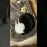 猫の大吉　アンモニァイトからちょっとだけお顔が見えます😺チャンネル登録とグッドボタンよろしくお願いします！#shorts #cat #猫 #癒し