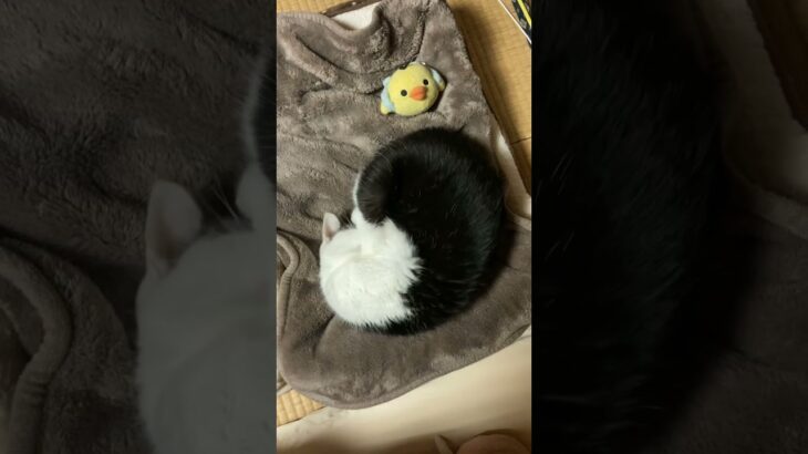 猫の大吉　アンモニァイトからちょっとだけお顔が見えます😺チャンネル登録とグッドボタンよろしくお願いします！#shorts #cat #猫 #癒し