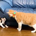 先住猫と子猫たちを会わせてみた