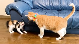 先住猫と子猫たちを会わせてみた