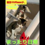 まったり日常！癒し猫！モフモフします