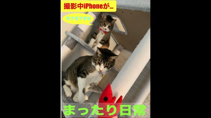 まったり日常！癒し猫！モフモフします