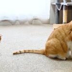 まるで親子のような先住猫と子猫