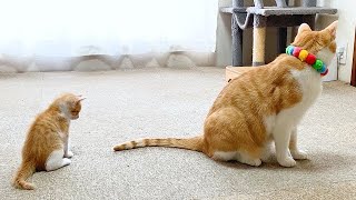 まるで親子のような先住猫と子猫