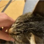 膝の上に乗る猫(癒し)