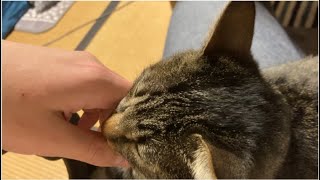 膝の上に乗る猫(癒し)