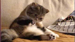 【かわいい猫癒しショートムービー】スコ座りします。心配でしょうか。