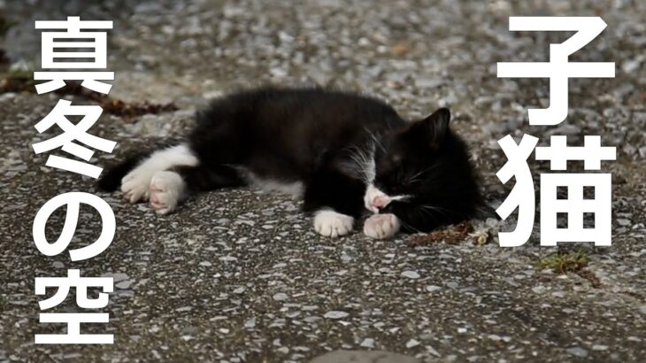 真冬の空に子猫が倒れていた!?駆け寄ってみた結果…