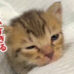 寝落ちする子猫ちゃん