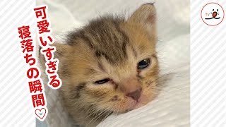 寝落ちする子猫ちゃん