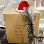 サンタが子猫だけにプレゼントをくれました【クリスマス】