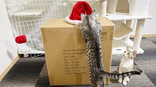 サンタが子猫だけにプレゼントをくれました【クリスマス】