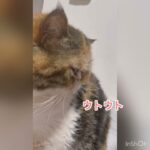 あいちゃんとの戯れ#エキゾチックショートヘア #猫 #かわいい ＃多頭飼い