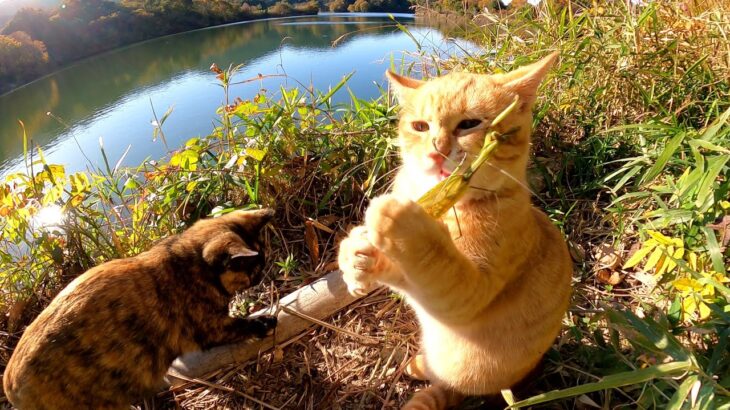 カマキリにいたずらした子猫の末路・・・