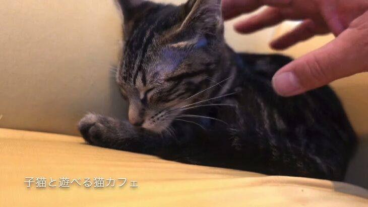 かわいい子猫兄妹マーシャちゃん、ルスランくんだねー！保護猫カフェ駒猫