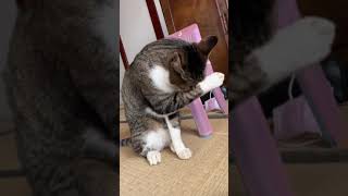 【とんちゃん】毛づくろい　#とんちゃん#毛づくろい#猫#猫動画#癒し#譲り受け#我が家の猫