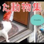 【おもしろ犬猫動画まとめ】困った動物集#1