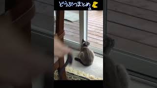 【おもしろ犬猫動画まとめ】驚く動物集#1 #Shorts