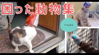 【おもしろ犬猫動画まとめ】困った動物集#1