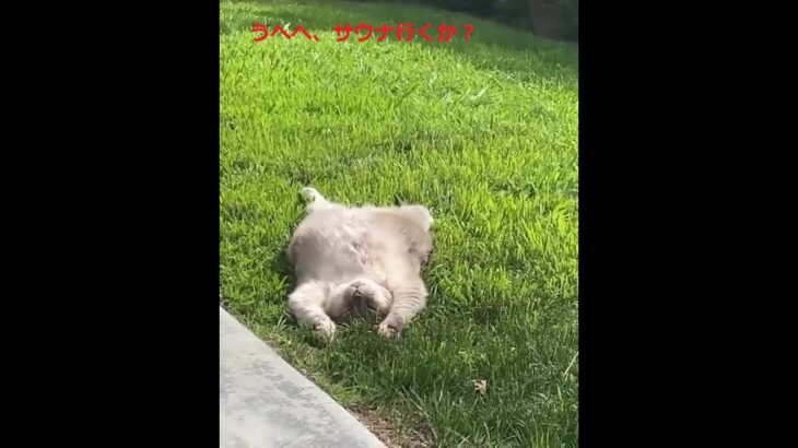 おもしろ動画10成猫の昼寝