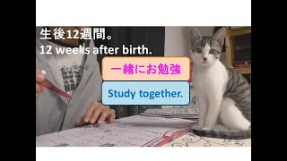 ペンに反応、天才猫かっ！？いや、・・・～かわいい子猫_癒しの猫11（生後12週間）Reacts to the pen, a genius! ??Disagreeable,· _GENKIfamily.