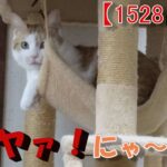 【1528日目】ドヤァ！にゃ～な猫【かわいい・面白い】～The growth record of my cute cat, Nike day 1528