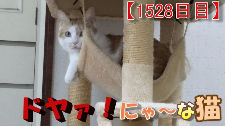 【1528日目】ドヤァ！にゃ～な猫【かわいい・面白い】～The growth record of my cute cat, Nike day 1528