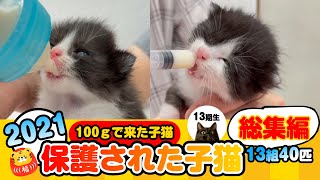 【2021年保護された子猫】「100ｇで来た猫」13期生「2話目、卒業まで」【13組40匹の総集編】