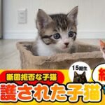 【2021年保護された子猫】「しばらく断固拒否だった」15期生【13組40匹の総集編】