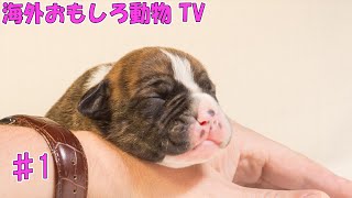 【爆笑】2022 おもしろかわいい動物 犬 猫 ハプニング集 No.1 #shorts