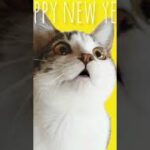 【2022年賀状動画】子猫バージョン。happy new year！おしゃべりする猫のあきちゃん「毎日投稿1日目」