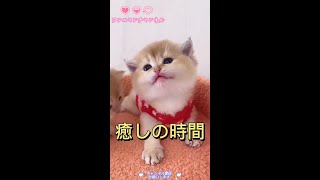 【激萌注意】めちゃ可愛い猫50　子猫ちゃん癒しの時間#cutecats#cutecat#CuteVideos#shorts#可愛寵物#面白いペット#好可愛的貓貓