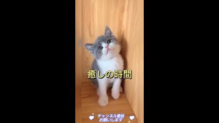 【激萌注意】めちゃ可愛い猫52　子猫ちゃん癒しの時間#cutecats#cutecat#CuteVideos#shorts#可愛寵物#面白いペット#好可愛的貓貓