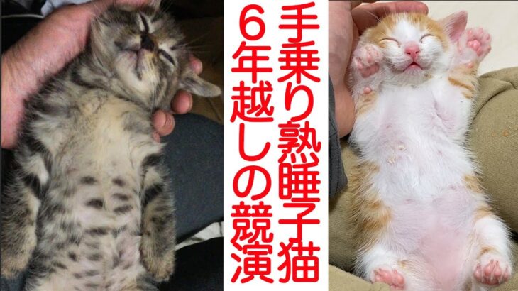 手乗りスヤスヤ子猫、6年越しの競演を果たす The sleeping kittens in my palm