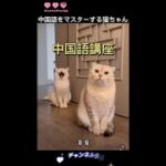 中国語講座【激萌注意】めちゃ可愛い猫67#　#shorts#cutecats#cutecat#CuteVideos#可愛寵物#面白いペット#好可愛的貓貓