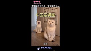 中国語講座【激萌注意】めちゃ可愛い猫67#　#shorts#cutecats#cutecat#CuteVideos#可愛寵物#面白いペット#好可愛的貓貓