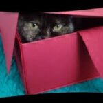 箱が大好きな猫🐈❤A cat that loves boxes
