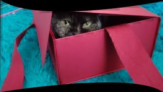 箱が大好きな猫🐈❤A cat that loves boxes