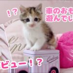 【保護猫】遊んでいる子猫にハプニングが…【NHK登場！？】