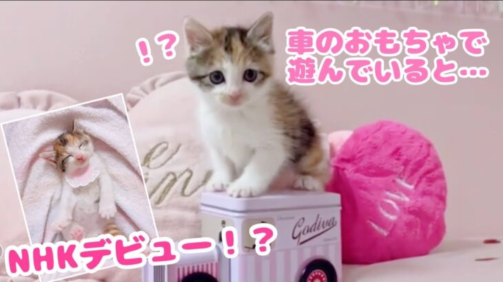 【保護猫】遊んでいる子猫にハプニングが…【NHK登場！？】