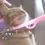 【癒し猫あいちゃんを癒しの音楽とともに～】No.160　今年のあいちゃんをふりかえります_part 2。癒しのあいちゃんをお楽しみください。