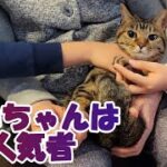 【癒し猫あいちゃんを癒しの音楽とともに～】No.162 　あいちゃんは人気者。そして、ゲストの相手もしてあげる、しっかり者。。