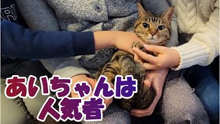 【癒し猫あいちゃんを癒しの音楽とともに～】No.162 　あいちゃんは人気者。そして、ゲストの相手もしてあげる、しっかり者。。