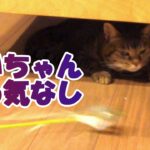 【癒し猫あいちゃんを癒しの音楽とともに～】No.166　朝と、午後と、夕方に運動。いつもの日常だけど、それぞれを見てて楽しい。。