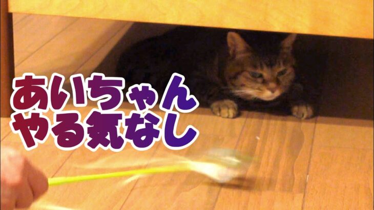 【癒し猫あいちゃんを癒しの音楽とともに～】No.166　朝と、午後と、夕方に運動。いつもの日常だけど、それぞれを見てて楽しい。。