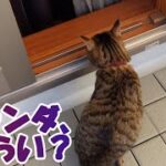 【癒し猫あいちゃんを癒しの音楽とともに～】No.167　あいちゃん、ベランダに連れて行きました。でも、ベランダはあまり好きではないみたい・・。てんは。ベランダでは、転がってばかり。