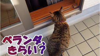 【癒し猫あいちゃんを癒しの音楽とともに～】No.167　あいちゃん、ベランダに連れて行きました。でも、ベランダはあまり好きではないみたい・・。てんは。ベランダでは、転がってばかり。