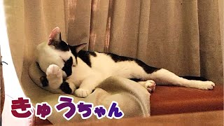 【癒し猫あいちゃんを癒しの音楽とともに～】No.168　今日は、きゅうについてお話します！　ちょっとだけ、あいちゃんとてんの動画もあります。